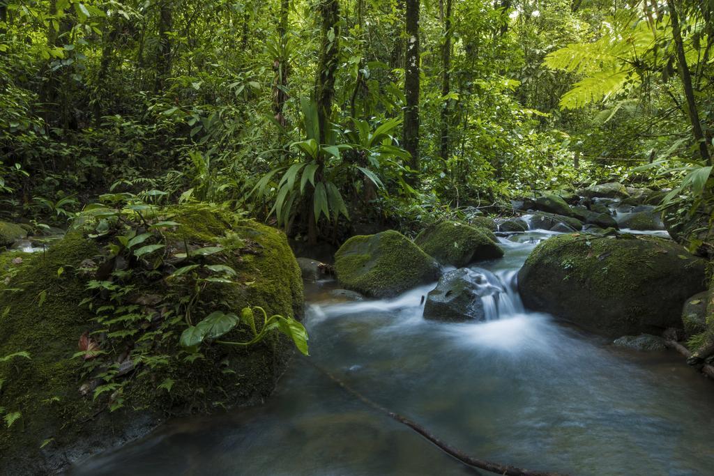 La Tigra Rainforest Lodge La Fortuna Екстер'єр фото